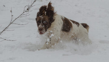 Snöälskande hund - Solo