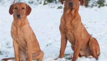 Key & Copper