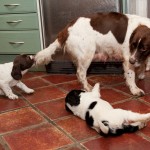 NU får det vara nog!