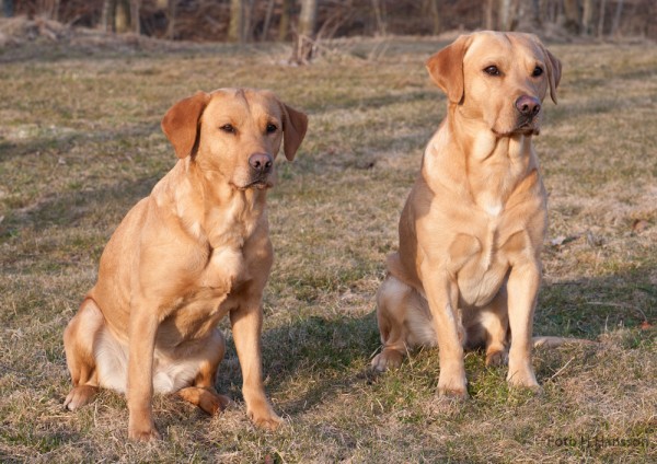 Mamma Mary & Saffran