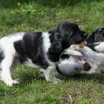 Brottning