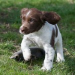 C S Eminent