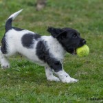 Full fart