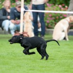 Nano i full fart från matte till husse. Mamma Mary ser uppmärksamt på