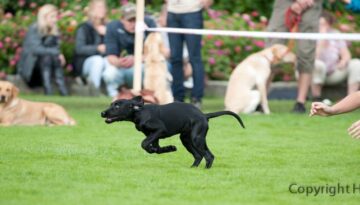 Nano i full fart från matte till husse. Mamma Mary ser uppmärksamt på