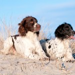 C S Bettinsoli & C S Beretta