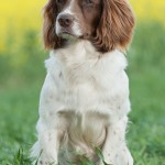 SFTCH Roughshooters Abbey