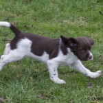 Country Sports Bushmill