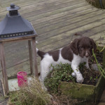 Country Sports Greenore