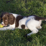 Country Sports Tullamore Dew