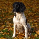 Country Sports Extraordinary