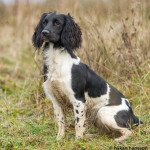 Country Sports Flawless