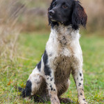 Country Sports Triumph