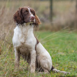 Country Sports Victory