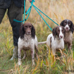 Fr v DKFTCH Burncrana Flyer af Blackmoor, Skaerskoven´s Heart of a Champion, DKFTCH Windarra Josh af Blackmoor