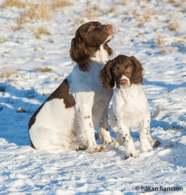 Paddy & mamma Game