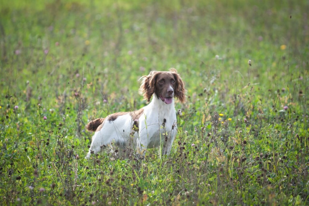 C S Gamekeeper