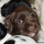 Blåa ögon till att börja med