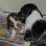 Gott gry i den lilla