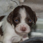 Minstingen - babyface