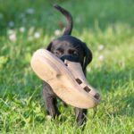 En ÄKTA apportör 6 veckor gammal