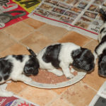 Hmmmm, bordsskick var det ja