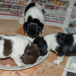 Inte så värst bra bordsskick