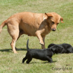 Mammas långa ben når överallt...