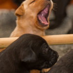 Å vad trött jag blir