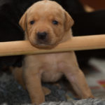 En av de gula grabbarna