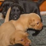 Hänger med syskonen