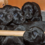 Kolla grabbar - LIMBO