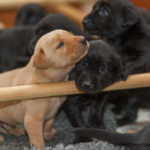 Vad är nu detta - ett hinder