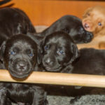 Vi har alla blå ögon i början