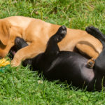 Grekiskt - romersk stil