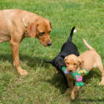 Röda Lacket & Tvåan