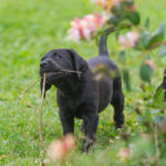 Vilken konstig pinne