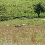 Annorlunda träningskompisar