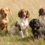 Flamma, Diva, Funny & Game