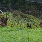 Game stöter kaniner