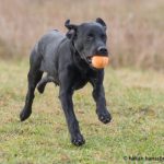 Inget juläpple precis