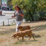 Rastar Flamma o Honey