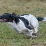 Full fart - spaniel såklart!