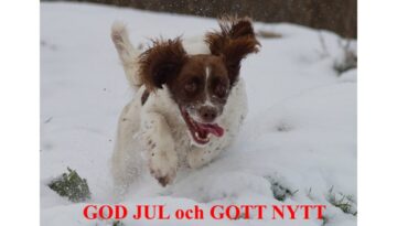 God Jul & Gott Nytt År! önskar Country Sports kennel