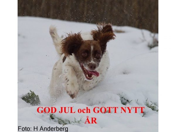 God Jul & Gott Nytt År! önskar Country Sports kennel