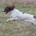 Lilla, lilla Mini har verkligen vuxit till sig