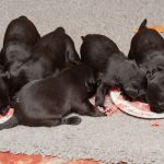 På menyn: Nötfärs!