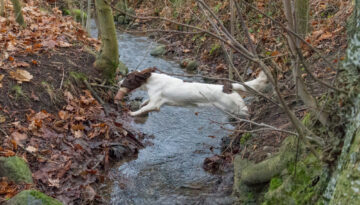 spaniel-jul-28