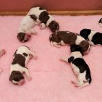 Abbey- och Portervalparna 2 dagar