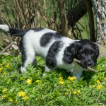 C S Flawless aka Oxy